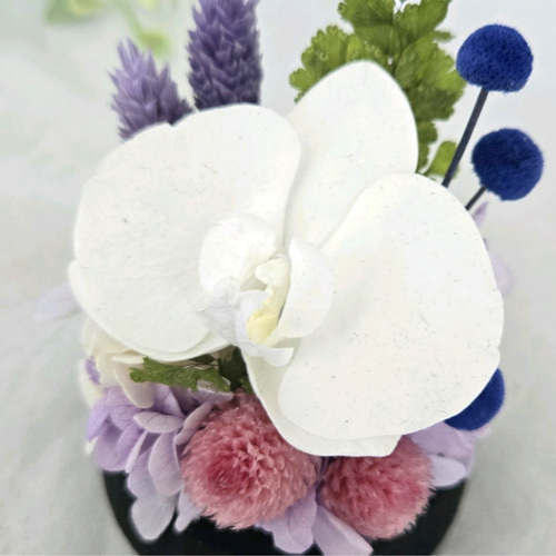 お供えガラスドーム プリザーブドフラワー 上品な胡蝶蘭の仏花 仏壇