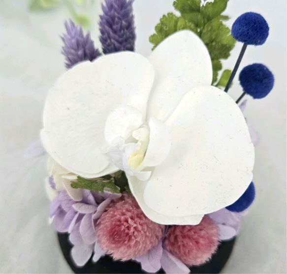 胡蝶蘭のコンパクトなガラスドーム入りお供え花P　丸い千日紅が可憐なプリザーブドフラワー仏花　仏壇　お盆　ミニ　ペットお供 7枚目の画像