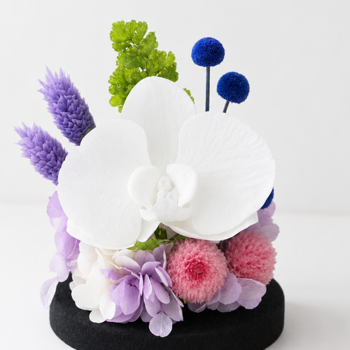 ガラスドーム プリザーブドフラワーお供え 上品な胡蝶蘭の仏花 小さい