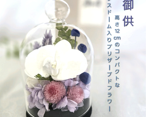 再販］胡蝶蘭のコンパクトなガラスドーム入りお供え花P 丸い千日紅が