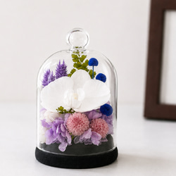 お供えガラスドーム プリザーブドフラワー 上品な胡蝶蘭の仏花 仏壇