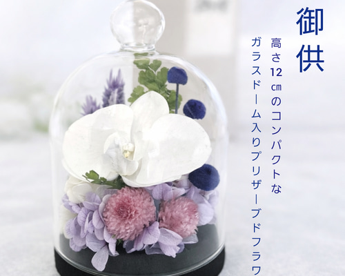 胡蝶蘭のコンパクトなガラスドーム入りお供え花 千日紅が可憐な