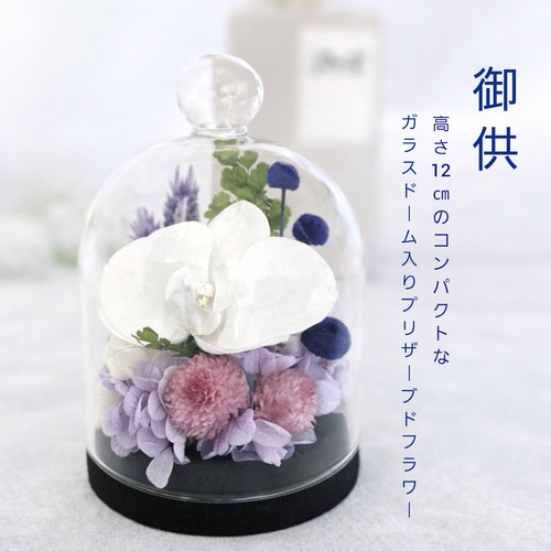 胡蝶蘭のコンパクトなガラスドーム入りお供え花 千日紅が可憐な