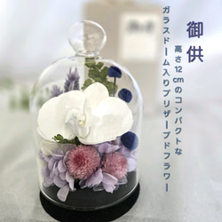 再販］胡蝶蘭のコンパクトなガラスドーム入りお供え花P 丸い千日紅が