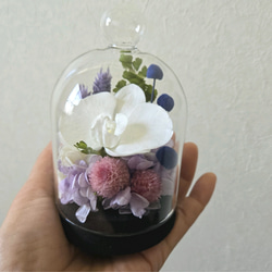 胡蝶蘭のコンパクトなガラスドーム入りお供え花P　丸い千日紅が可憐なプリザーブドフラワー仏花　仏壇　お盆　ミニ　ペットお供 3枚目の画像
