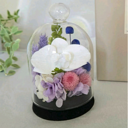 胡蝶蘭のコンパクトなガラスドーム入りお供え花P　丸い千日紅が可憐なプリザーブドフラワー仏花　仏壇　お盆　ミニ　ペットお供 4枚目の画像
