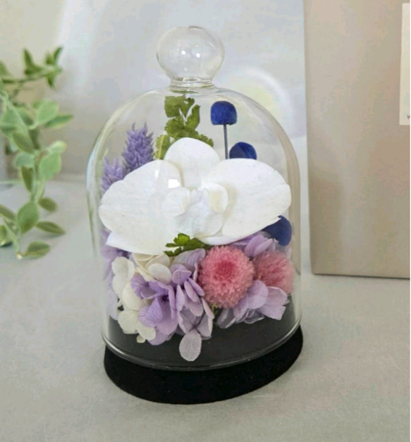 胡蝶蘭のコンパクトなガラスドーム入りお供え花P　丸い千日紅が可憐なプリザーブドフラワー仏花　仏壇　お盆　ミニ　ペットお供 4枚目の画像