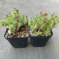 新入荷❣️多肉植物　ドロサンテマム　キラキラ　レモンイエロー  抜き苗　1株 2枚目の画像