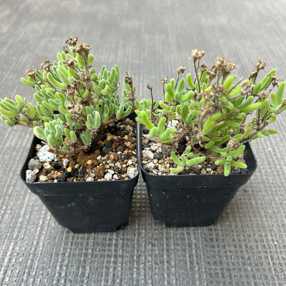新入荷❣️多肉植物　ドロサンテマム　キラキラ　レモンイエロー  抜き苗　1株 2枚目の画像