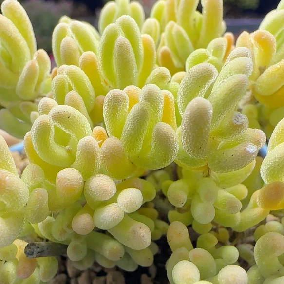 新入荷❣️多肉植物　ドロサンテマム　キラキラ　レモンイエロー  抜き苗　1株 1枚目の画像