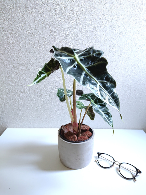 ●数量限定●　芸術的な美葉　希少　”アロカシア アマゾニカ　鉢カバー/受け皿付き”　観葉植物　インテリア　おしゃれ 1枚目の画像