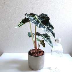 ●数量限定●　芸術的な美葉　希少　”アロカシア アマゾニカ　鉢カバー/受け皿付き”　観葉植物　インテリア　おしゃれ 5枚目の画像