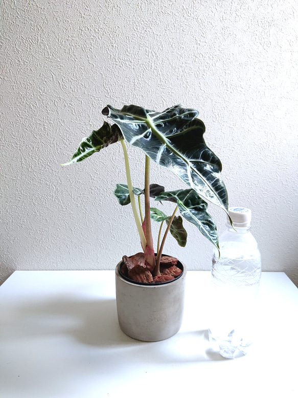 ●数量限定●　芸術的な美葉　希少　”アロカシア アマゾニカ　鉢カバー/受け皿付き”　観葉植物　インテリア　おしゃれ 5枚目の画像