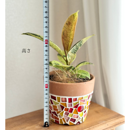 現品限り】鉢付き セット 育てやすい 観葉植物 かわいい 植木鉢 サン