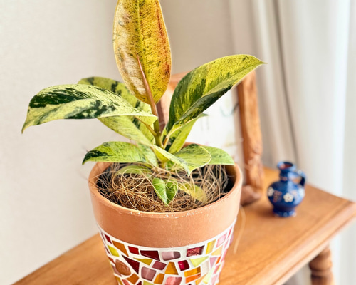 現品限り】鉢付き セット 育てやすい 観葉植物 かわいい 植木鉢 サン