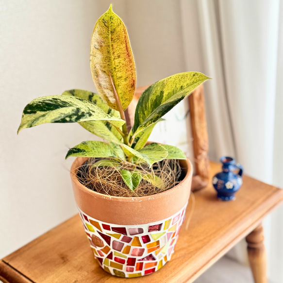 現品限り】鉢付き セット 育てやすい 観葉植物 かわいい 植木鉢 サン