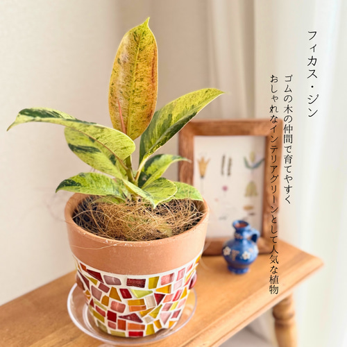 現品限り】鉢付き セット 育てやすい 観葉植物 かわいい 植木鉢 サン