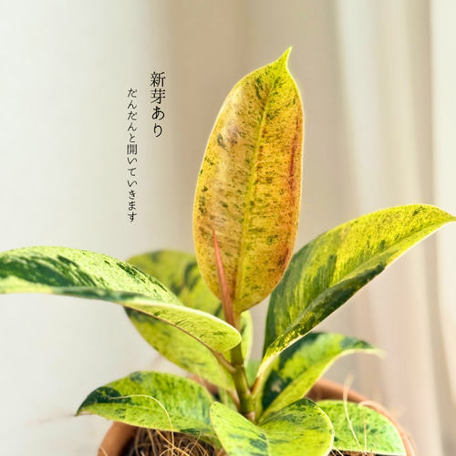 現品限り】鉢付き セット 育てやすい 観葉植物 かわいい 植木鉢 サン