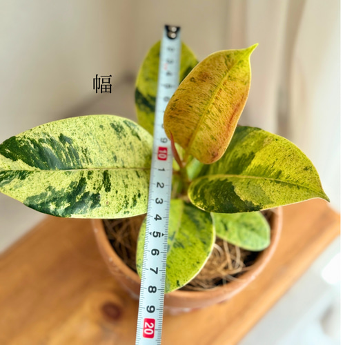現品限り】鉢付き セット 育てやすい 観葉植物 かわいい 植木鉢 サン