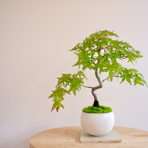 イロハモミジ｜紅葉 | 落葉樹｜盆栽｜bonsai ｜模様木｜日本の夏2025