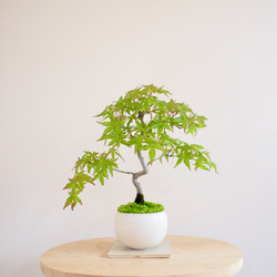 イロハモミジ｜紅葉 | 落葉樹｜盆栽｜bonsai ｜模様木｜日本の夏2025