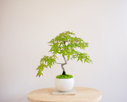イロハモミジ｜紅葉 | 落葉樹｜盆栽｜bonsai ｜模様木｜日本の夏