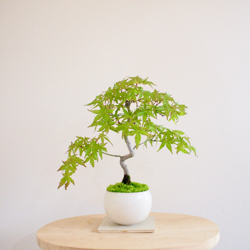 イロハモミジ｜紅葉 | 落葉樹｜盆栽｜bonsai ｜模様木｜日本の夏2025