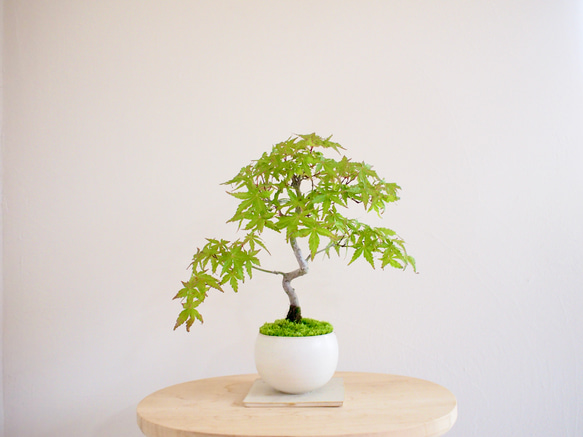 寒樹紅葉（イロハモミジ）盆栽 SG013 イロハモミジ｜紅葉 | 落葉樹｜盆栽｜bonsai ｜模様木｜日本の夏2025