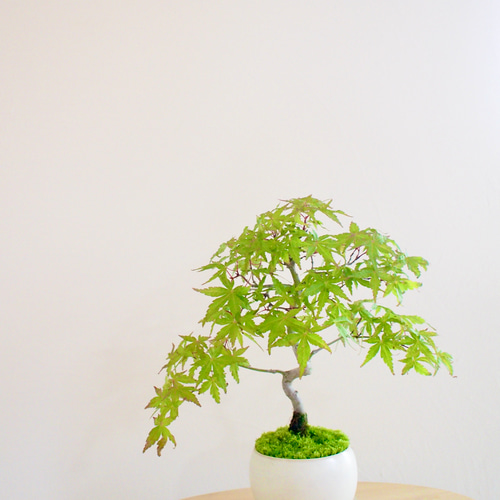 イロハモミジ｜紅葉 | 落葉樹｜盆栽｜bonsai ｜模様木｜日本の夏2025