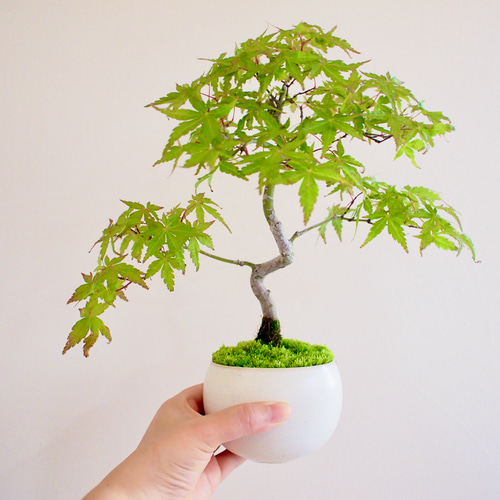イロハモミジ 盆栽 紅葉（イロハモミジ）盆栽 S019 | 盆栽創【Bonsaisou】