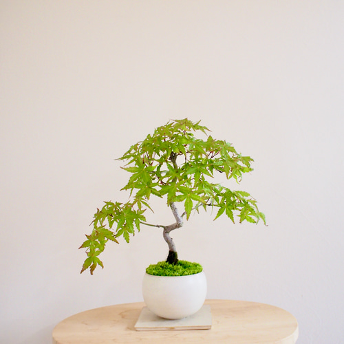O*I様 イロハモミジ(盆栽) イロハモミジ｜紅葉 | 落葉樹｜盆栽｜bonsai ｜模様木｜日本の夏2025