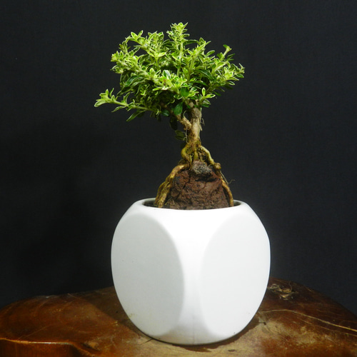 ☆ENGEI ichioki☆斑入葉白鳥花・ハクチョウゲ・小品盆栽01◇石付根