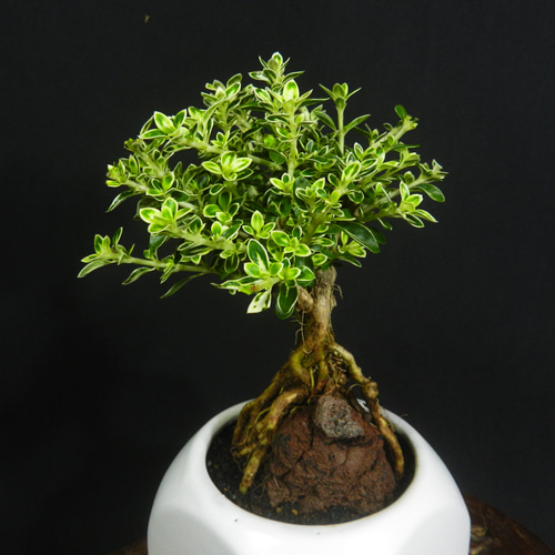 ☆ENGEI ichioki☆斑入葉白鳥花・ハクチョウゲ・小品盆栽01◇石付根