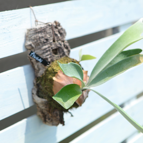 P. veitchii コルク付け P. Veitchii 】ビカクシダ ビーチー ベイチー コルク付け 大きめ No