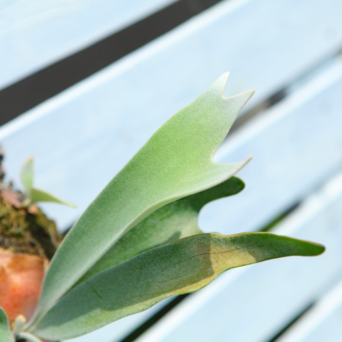 P. Veitchii 】ビカクシダ ビーチー ベイチー コルク付け 大きめ No