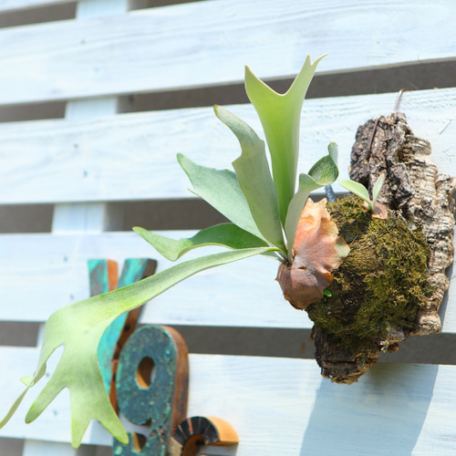 P. Veitchii 】ビカクシダ ビーチー ベイチー コルク付け 大きめ No