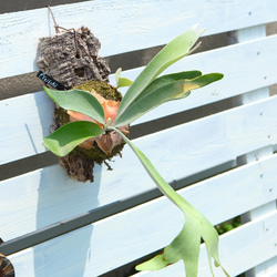 現品【P.ridleyi 】ビカクシダ リドレイ コルク付けNo328 多肉植物 匠