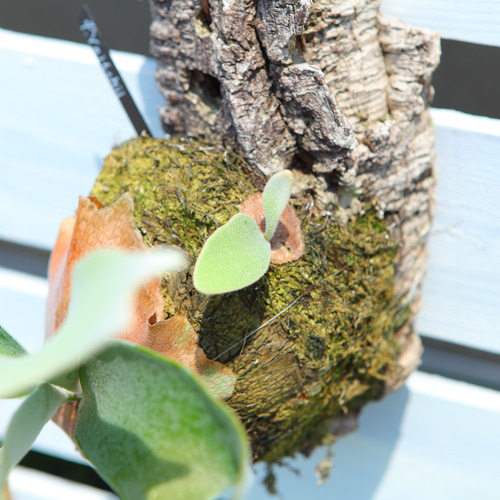 P. Veitchii 】ビカクシダ ビーチー ベイチー コルク付け 大きめ No