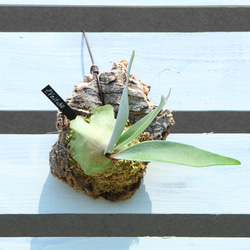 現品【P.ridleyi wild Kalimantan 】ビカクシダ リドレイ