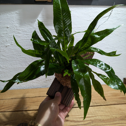 送料無料】 アグラオモルファ コロナンス『カザリシダ』［板付・人気