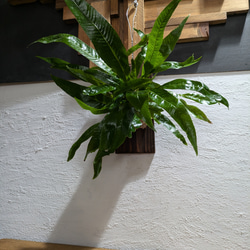 送料無料】 アグラオモルファ コロナンス『カザリシダ』［板付・人気