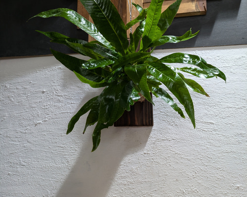 送料無料】 アグラオモルファ コロナンス『カザリシダ』［板付・人気