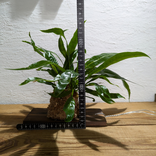 送料無料】 アグラオモルファ コロナンス『カザリシダ』［板付・人気