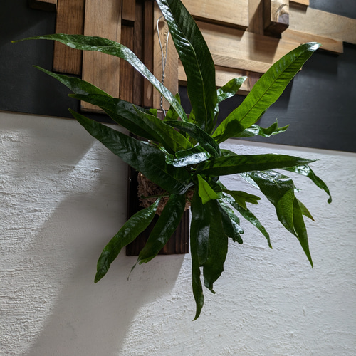 送料無料】 アグラオモルファ コロナンス『カザリシダ』［板付・人気