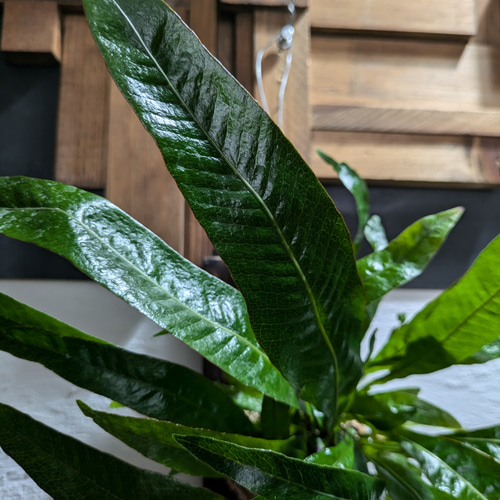 送料無料】 アグラオモルファ コロナンス『カザリシダ』［板付・人気