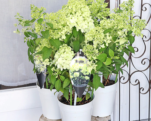 金キャラ　鉢植え 𝗞𝗔𝗞𝗨𝗦𝗘𝗡-𝗘𝗡 𝗖𝗼., 𝗟𝘁𝗱. | ••• C.J PLANTS Limited model