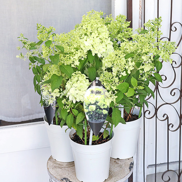 鉢花 ノリウツギ マジカルキャンドル モヒート コンフェッティー 5号