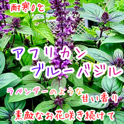 八重咲きローマン 苗 ダブルフラワーカモミール 3.号 元苗