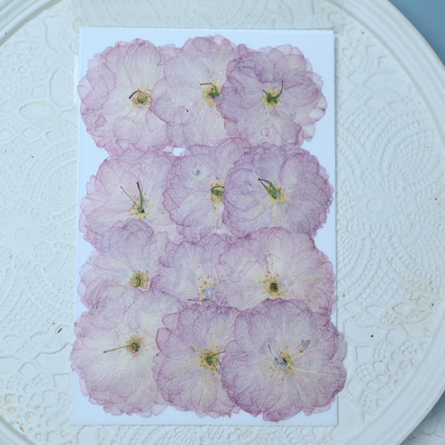 押し花桜12枚 その他素材 花mizuki 通販 19525192｜Creema(クリーマ