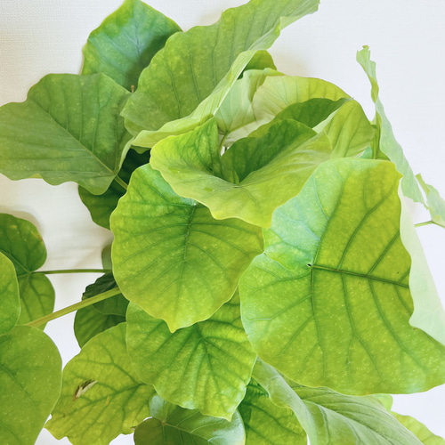 暑さに強い》フィカス ウンベラータ Y字型 幹太 観葉植物 大型 室内